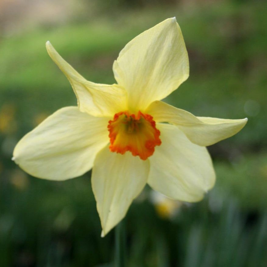 Narcissus Baths Flame