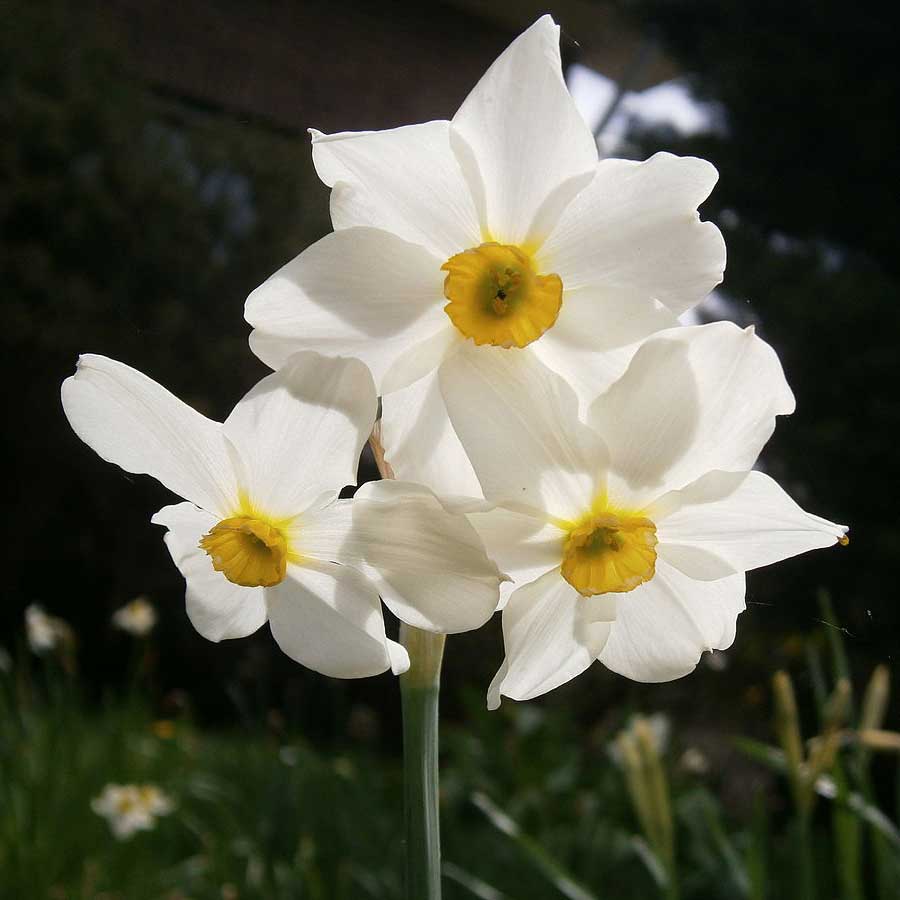 Narcissus Biflorus