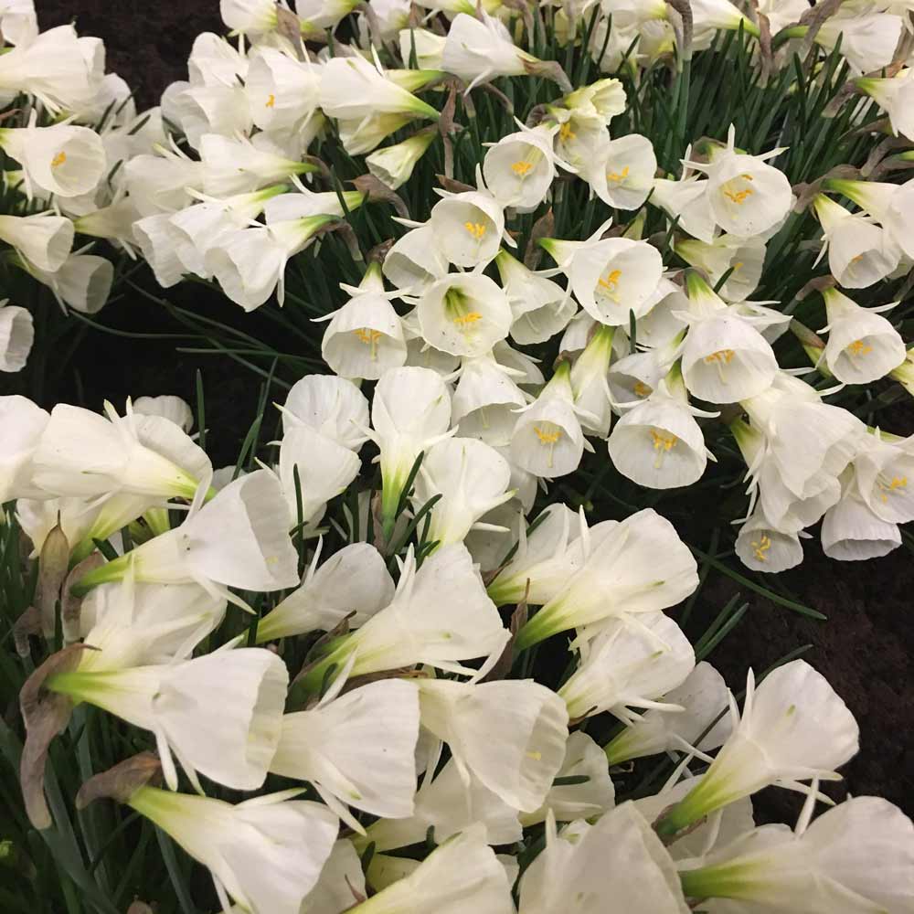 Påskelilje Narcissus White Pellicoat