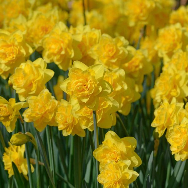 Narcissus Heamoor