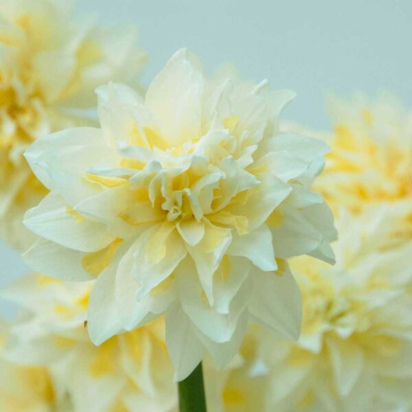 Narcissus Irene Copeland