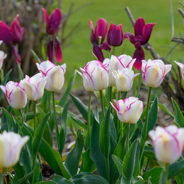 Tulipa Affaire