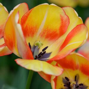Tulipa Beauty of Spring