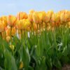 Tulipa Beauty of Spring