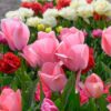 Tulipa Bella Blush