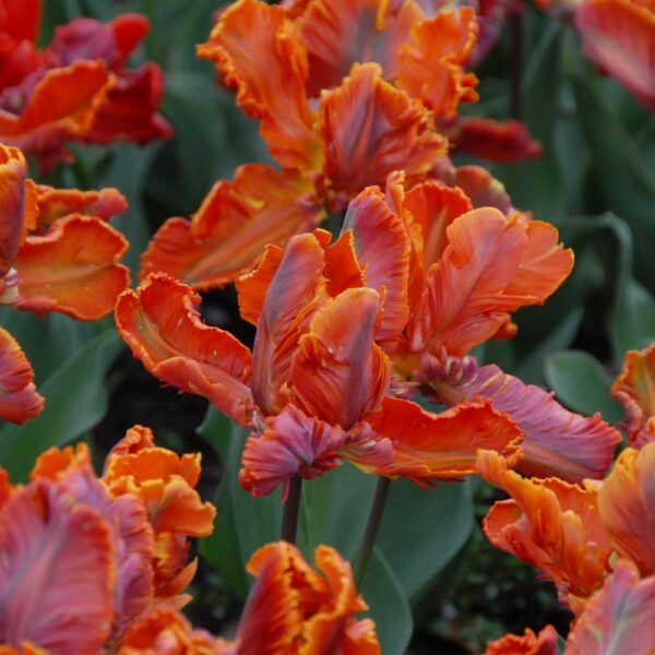 Tulipa Blumex Favourite