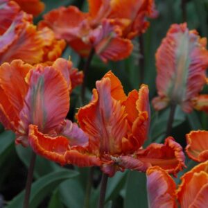 Tulipa Blumex Favourite