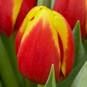 Tulipa Denmark
