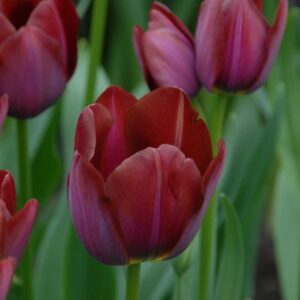 Tulipa la Paz