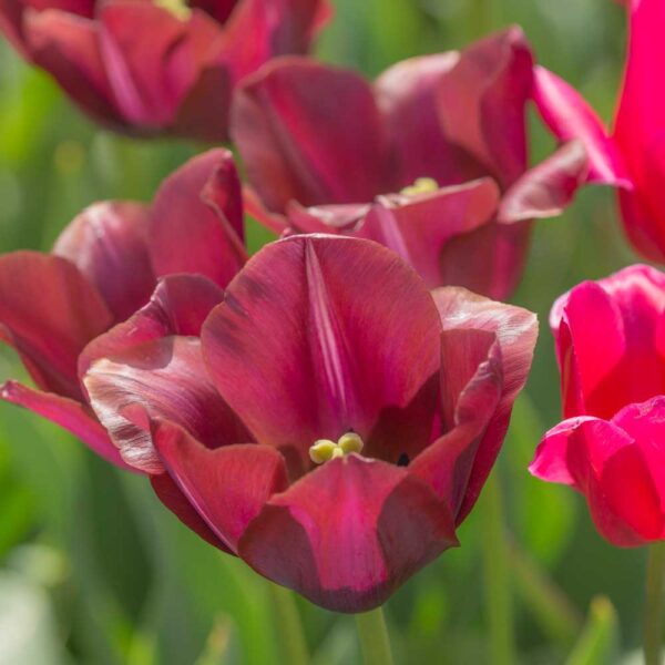 Tulipa la Paz