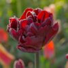 Tulipa Palmyra