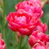 Tulipa Renown Unique